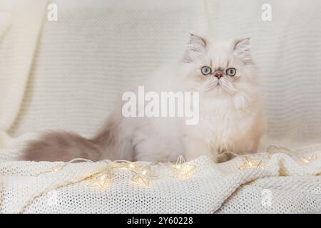 Un chat persan moelleux et adorable avec de superbes yeux bleus reposant confortablement sur une couverture douillette Banque D'Images