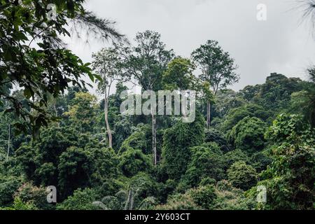 Comme un géant émergeant de la jungle avec d'énormes arbres en Malaisie Banque D'Images