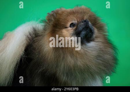 Chien moelleux de Poméranie regardant le propriétaire Banque D'Images