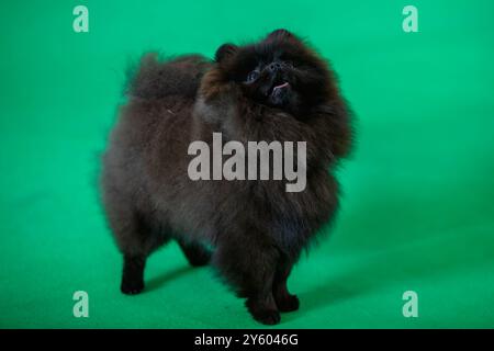 Chien noir moelleux de Poméranie regardant le propriétaire Banque D'Images