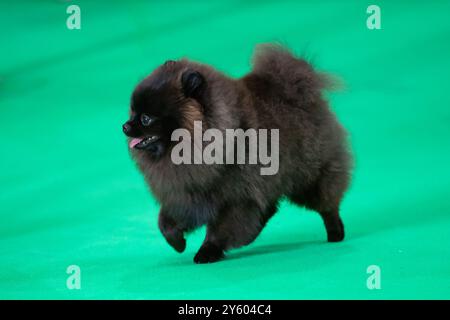 Chien moelleux de Poméranie noir marchant sur un tapis vert Banque D'Images