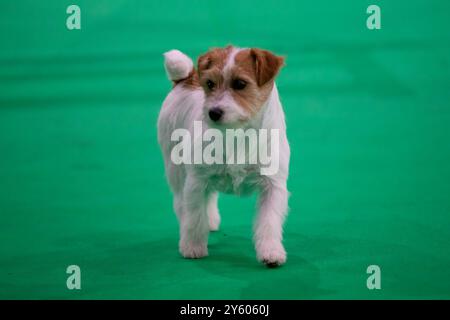 Jack Russell Terrier à une exposition canine Banque D'Images
