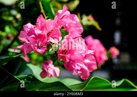 Beauté Bougainvillea fleurs en papier fleurs. Bougainvillea glabra, le petit bougainvillier. Banque D'Images