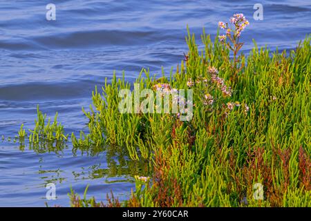 Samphire des marais / astre commun (Salicornia europaea) et aster de mer / aster de bord de mer (Tripolium pannonicum) en fleur dans les marais salés à la fin de l'été Banque D'Images