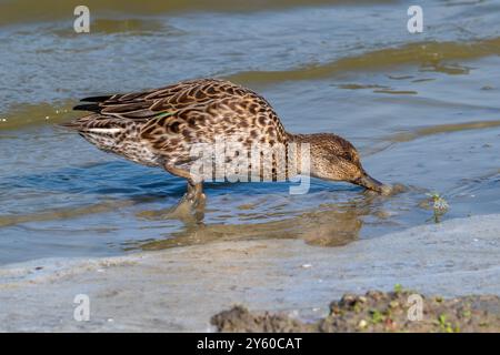 Sarcelle eurasienne / sarcelle commune / sarcelle eurasienne à ailes vertes (Anas crecca) femelle buvant le long de la rive boueuse dans les marais salants à la fin de l'été / automne Banque D'Images