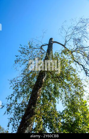 Grand arbre avec des feuilles vertes vu d'en bas contre un ciel bleu clair dans la journée. Nature, croissance, tranquillité et concept de perspective. Banque D'Images