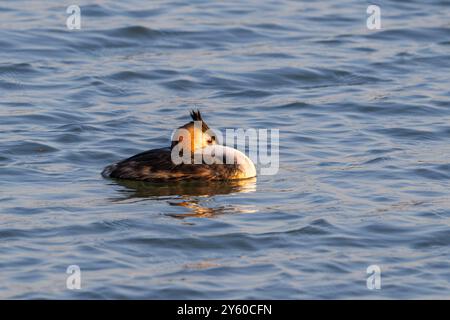 Grand grèbe à crête (Podiceps cristatus) dans le plumage d'élevage reposant dans l'étang à la fin de l'été / automne Banque D'Images