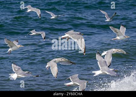 Les goélands argentés européens (Larus argentatus) affluent d'adultes en plumage hivernal volant le long de la côte de la mer du Nord à la fin de l'été / automne Banque D'Images