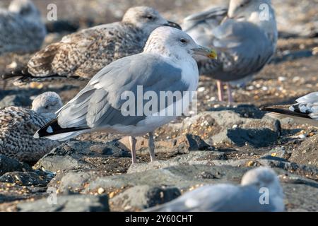 Goéland de la Caspienne (Larus cachinnans) reposant dans une colonie de mouettes le long de la côte de la mer du Nord à la fin de l'été / automne Banque D'Images