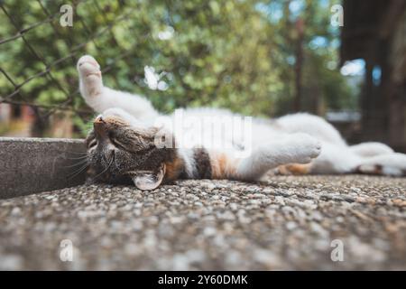 Calico chat paisible profite d'une sieste paresseuse sur une surface texturée, pattes tendues dans une relaxation ultime à l'ombre. Parfait pour mettre en valeur tranqui Banque D'Images