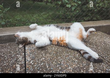 Calico chat paisible profite d'une sieste paresseuse sur une surface texturée, pattes tendues dans une relaxation ultime à l'ombre. Parfait pour mettre en valeur tranqui Banque D'Images