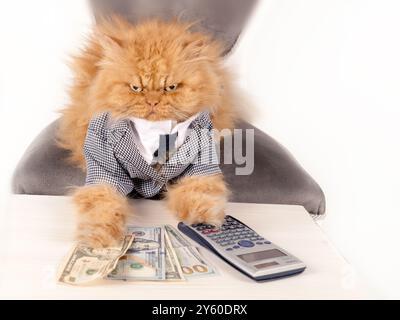 Un chat persan en colère vêtu d'un costume d'affaires formel est assis à un bureau avec une expression sérieuse, semblant gérer l'argent et utiliser une calculatrice Banque D'Images