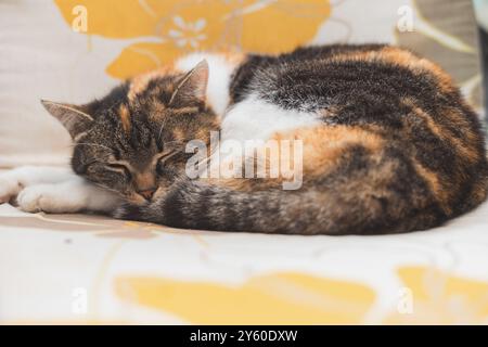 Chat calico endormi se boucle confortablement, reposant sa tête sur sa queue, capturant la sieste parfaite en plein air confortable. Idéal pour mettre en valeur la chaleur et re Banque D'Images