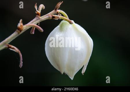 Gros plan, vue isolée d'une seule fleur de plante de yucca espagnole à baïonnette. Banque D'Images