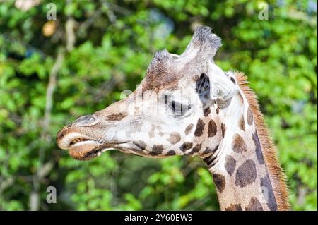 Giraffa camelopardalis rothschildi aka Rothschild's Giraffe. Portrait de tête en gros plan drôle. Banque D'Images