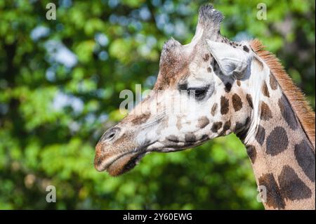 Giraffa camelopardalis rothschildi aka Rothschild's Giraffe. Portrait de tête en gros plan drôle. Banque D'Images