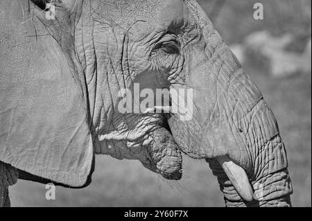 Loxodonta africana aka African Bush Elephant au ZOO Lesna Zlin en république tchèque. Portrait de tête en gros plan. Édition noir et blanc. Banque D'Images