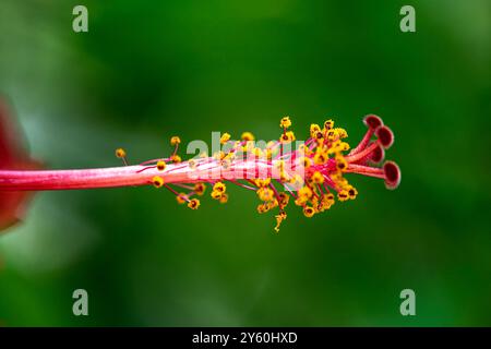 Une superbe photo macro capturant les détails complexes et les étamines vibrantes de l'Hibiscus Rosa Sinensis rouge, également connu sous le nom de Rose chinoise. Banque D'Images