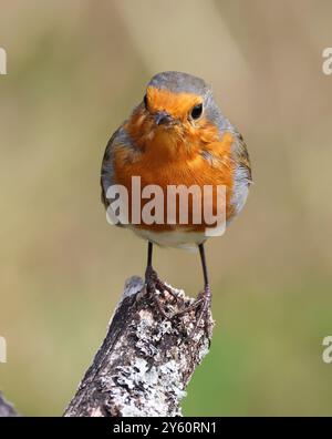 Un Robin (Erithacus rubecula) dans le Gloucestershire au Royaume-Uni Banque D'Images