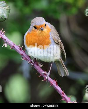 Un Robin (Erithacus rubecula) dans le Gloucestershire au Royaume-Uni Banque D'Images