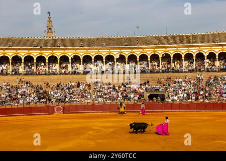 La tauromachie traditionnelle se tient à Plaza de Toros à Séville, Espagne. Banque D'Images