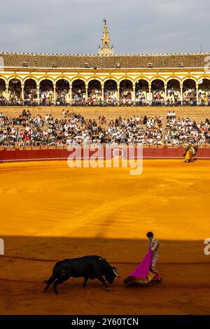 La tauromachie traditionnelle se tient à Plaza de Toros à Séville, Espagne. Banque D'Images