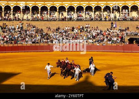 La tauromachie traditionnelle se tient à Plaza de Toros à Séville, Espagne. Banque D'Images