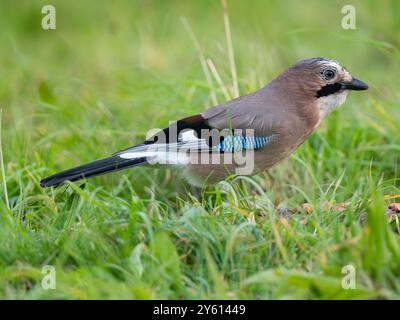 Beau jay eurasien [ garralus glandarius ] dans la ville de Bristol au Royaume-Uni Banque D'Images