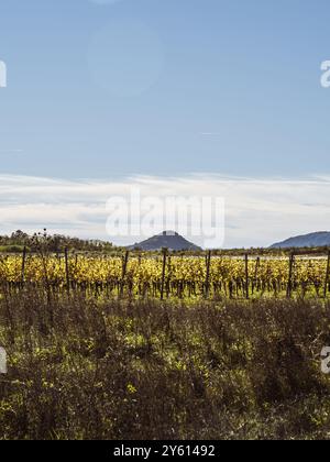 Paysage viticole pittoresque avec des rangées de vignes avec une toile de fond de montagne sous un ciel bleu clair, capturant l'essence d'une campagne paisible Banque D'Images