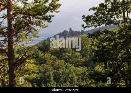 Trois châteaux de Husseren-les-Châteaux ou les trois châteaux d'Eguisheim, près de Husseren-les-Châteaux et Eguisheim, Alsace, Grand est, France Banque D'Images