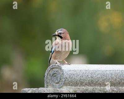 Beau jay eurasien [ garralus glandarius ] dans la ville de Bristol au Royaume-Uni Banque D'Images