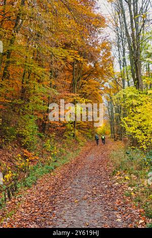 Été indien - deux cyclistes dans le parc national automnal de l'Eifel près de la Rursee, entouré de feuilles colorées en jaune, vert, brun et rouge. Banque D'Images