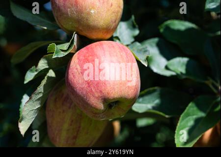 Gros plan de mûr sur un arbre, Oreye, Wallonie, Belgique appels Banque D'Images