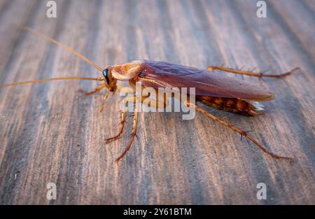 Calheta, Portugal. 18 septembre 2024. Un cafard oriental (Blatta Orientalis) traverse les planches de bois près d'une piscine. Les blattes sont significativement plus grandes que leurs parents allemands et sont de couleur plus foncée. Bien que les insectes aient des ailes, ils ne peuvent pas voler. Crédit : Soeren Stache/dpa/Alamy Live News Banque D'Images