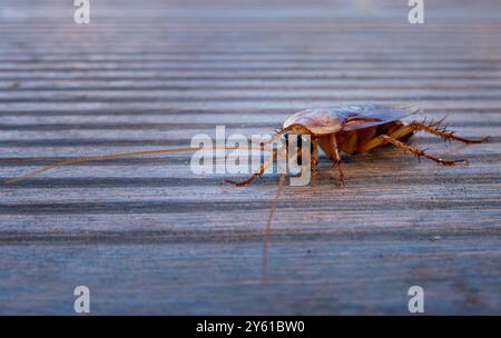 Calheta, Portugal. 18 septembre 2024. Un cafard oriental (Blatta Orientalis) traverse les planches de bois près d'une piscine. Les blattes sont significativement plus grandes que leurs parents allemands et sont de couleur plus foncée. Bien que les insectes aient des ailes, ils ne peuvent pas voler. Crédit : Soeren Stache/dpa/Alamy Live News Banque D'Images