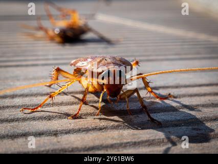 Calheta, Portugal. 18 septembre 2024. Un cafard oriental (Blatta Orientalis) traverse les planches de bois près d'une piscine. Les blattes sont significativement plus grandes que leurs parents allemands et sont de couleur plus foncée. Bien que les insectes aient des ailes, ils ne peuvent pas voler. Crédit : Soeren Stache/dpa/Alamy Live News Banque D'Images