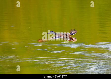 Un canard colvert femelle décolle de la surface d'un étang Banque D'Images