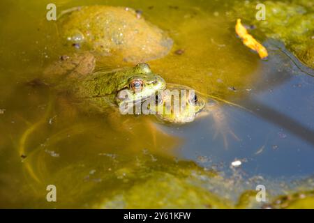 Deux grenouilles reposant tranquillement l'une sur l'autre à la surface de l'eau dans un étang rempli d'algues, essayant de dissimuler leur emplacement. Banque D'Images