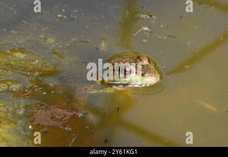 Une grenouille colle sa tête au-dessus de l'eau alors qu'elle repose tranquillement dans un étang rempli d'algues, essayant de dissimuler son emplacement lors d'une chaude journée d'été. Banque D'Images