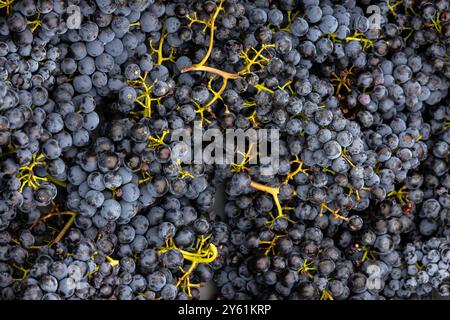 HAUTES-ALPES (05), PARC NATIONAL DES ECRINS, PAYS DE SERRE-PONCON, EMBRUN, DOMAINE DU MONT GUILLAUME, DELPHINE ET EMMANUEL BERTELOOT VIGNERONS, MOLLARD Banque D'Images