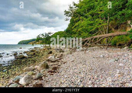 Le Hochuferwanderweg de Baabe via Sellin à Binz, à travers une forêt dense de hêtres, le long des falaises, avec de nombreuses vues sur la mer Baltique, ici la section Banque D'Images