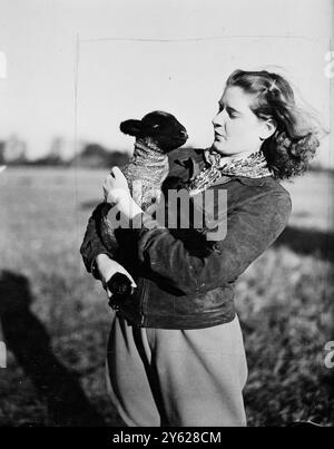 Âgé de deux jours, et prenant déjà la vue noire des choses, ce pedigree Hampshire Down agneau sort sa langue pour un contrôle par la berger Miss Platt, dont le nom chrétien est Mary. Une arrivée du nouvel an photographiée sur Stype Estate, Wiltshire, la propriété également William Rootes. 9 janvier 1948 Banque D'Images