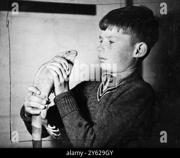 L'iguane sud-américain du zoo de Londres, un membre de la famille Visit, prend un air snooty après avoir été projeté pour apparaître dans une émission de télévision avec d'autres animaux du zoo dimanche. Robert Hurley, 11 ans, semble voir cette introduction avec des sentiments mitigés. 2 janvier 1948 Banque D'Images