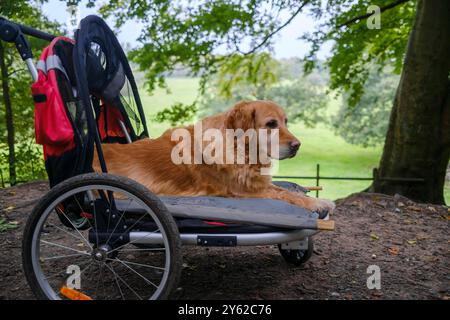 Un Golden Retriever se trouve confortablement dans une poussette pour animaux de compagnie, entouré par la nature. Le chien semble détendu, profitant de l'environnement extérieur paisible. Banque D'Images