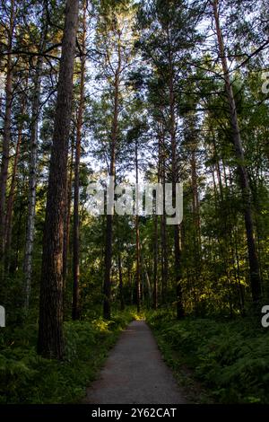 Un paysage naturel avec un chemin de terre entouré d'arbres dans une forêt Banque D'Images