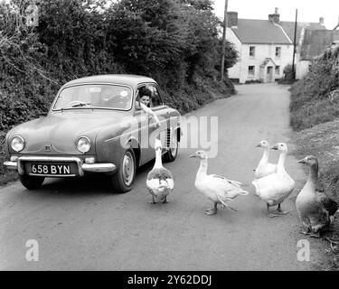 Oies amicales. Ces oies, dans un village du Devon, semblaient heureuses de rencontrer des étrangers. Après avoir arrêté la voiture en bloquant la route, ils se sont présentés pour rencontrer les occupants - mais ont gâché ce qui aurait pu être une belle amitié avec un pincement pointu sur les doigts. La photographie a été prise à East Prawle, près de Kingsbridge, un petit village menant à la mer. 3 septembre 1962 Banque D'Images