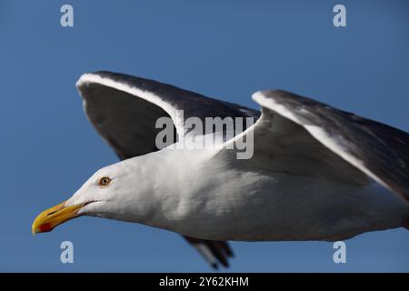 Gros plan du mouette californien en vol avec un focus vif sur les yeux, le bec et le visage de l'oiseau volant à travers un ciel bleu clair Banque D'Images