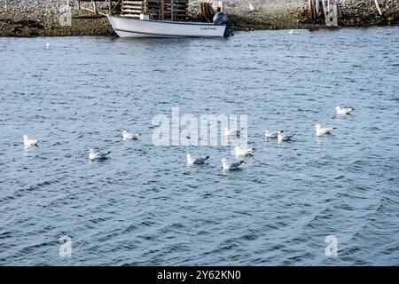 Mouettes pataugeantes dans l'eau à Ferryland, Terre-Neuve-et-Labrador, Canada Banque D'Images