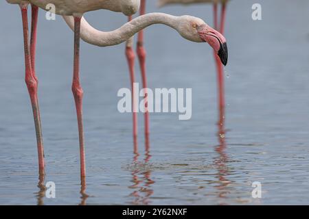 Le grand flamant rose (phoenicopterus roseus) affluent sur marais le 12 juillet 2024 dans le Parc ornithologique du Pont de Gau, Camargue, France. Banque D'Images