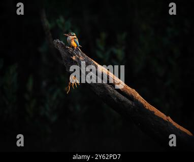 Le kingfisher sacré est un kingfisher des bois de taille moyenne qui se trouve dans les mangroves, les bois, les forêts et les vallées fluviales en Australie. Banque D'Images